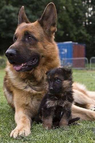 Mamma pastore tedesco che protegge il cucciolo