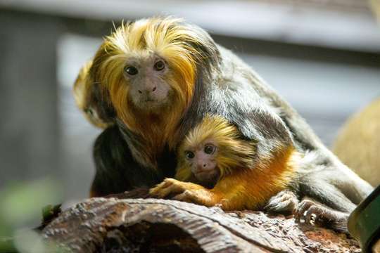Mamma scimmia Tamarin insieme al suo cucciolo