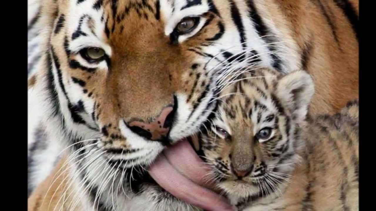 Mamma tigre insieme al cucciolo