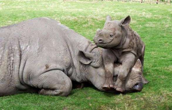Piccolo di rinoceronte gioca con la mamma