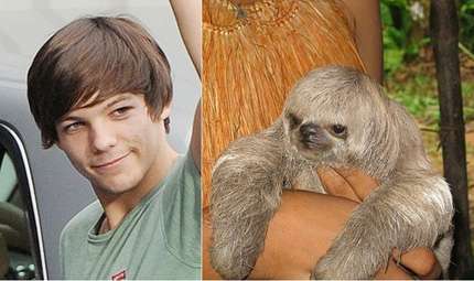 Louis come un bradipo