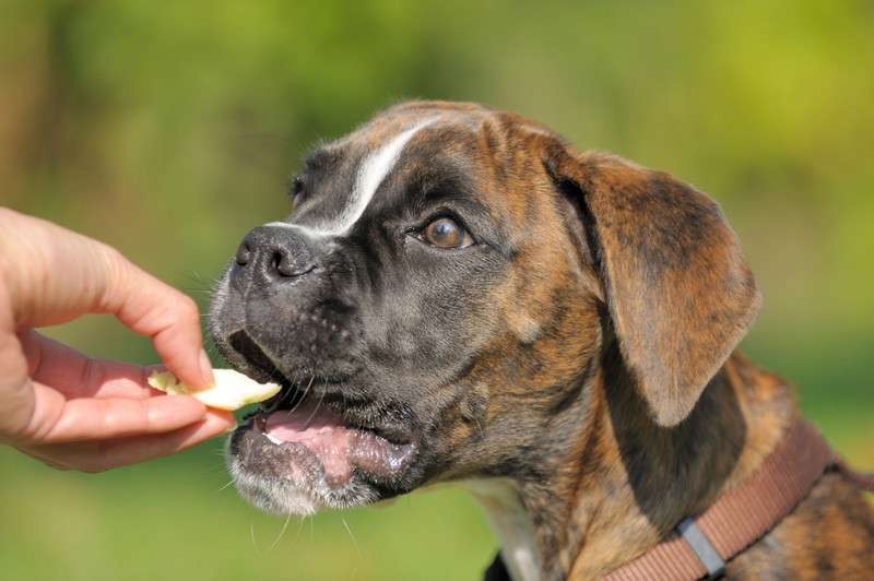 Cane mangia patatine