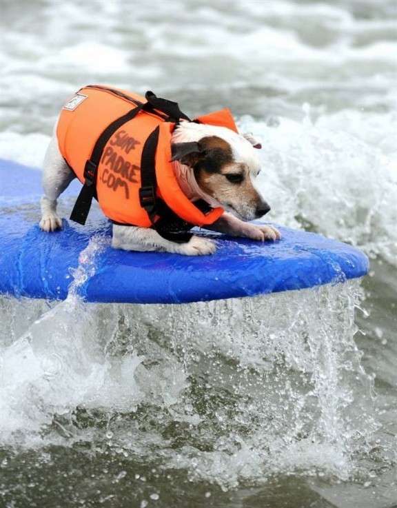 Cane su surf