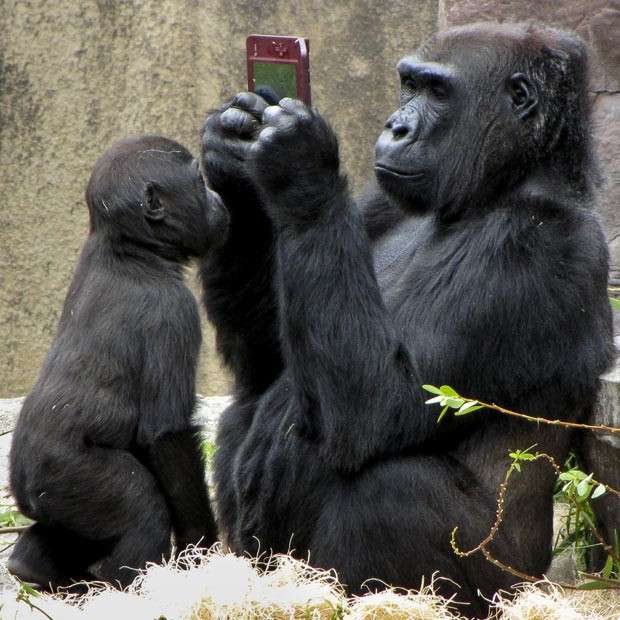 Animali che si comportano da umani