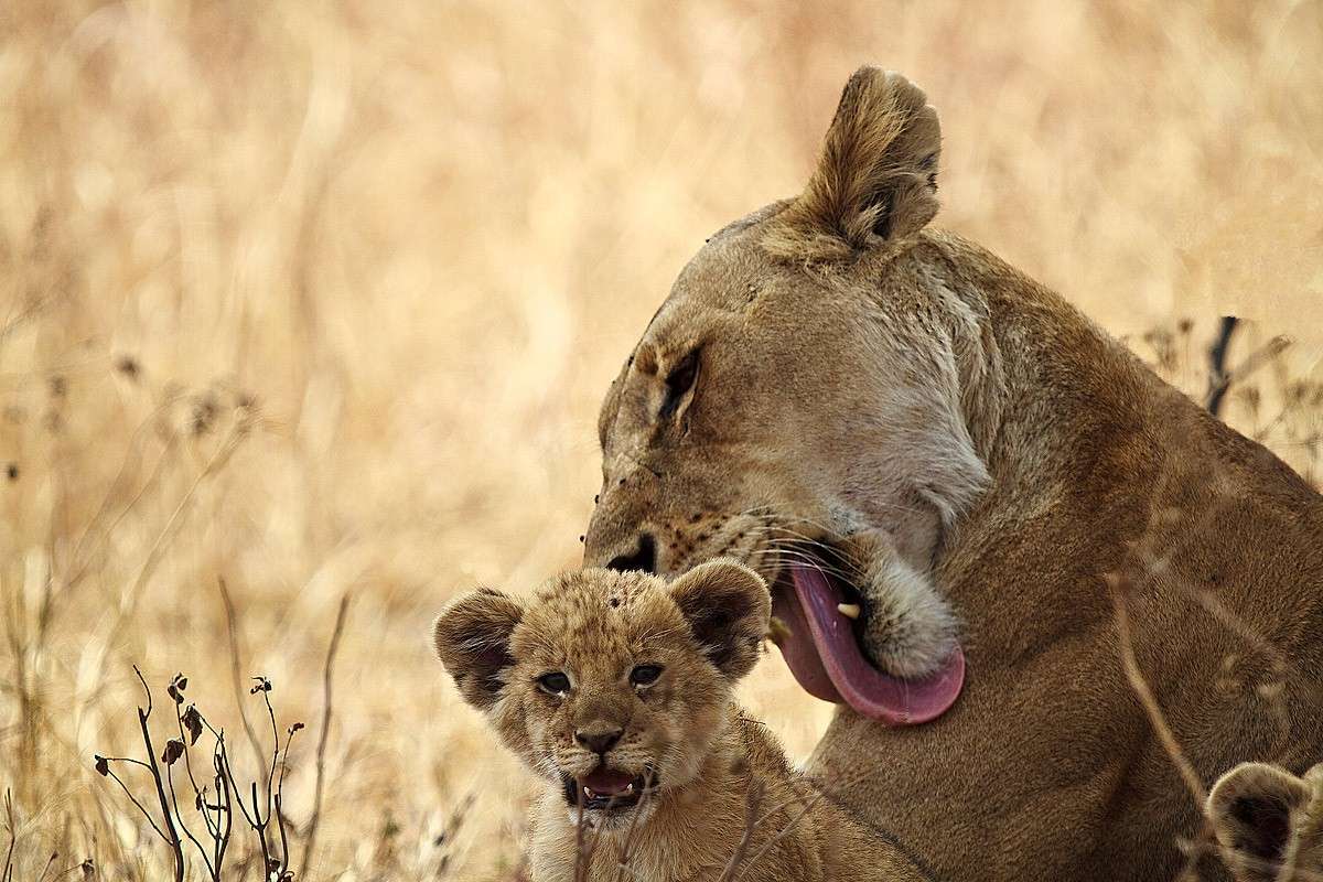 Mamma tigre lecca il piccolo