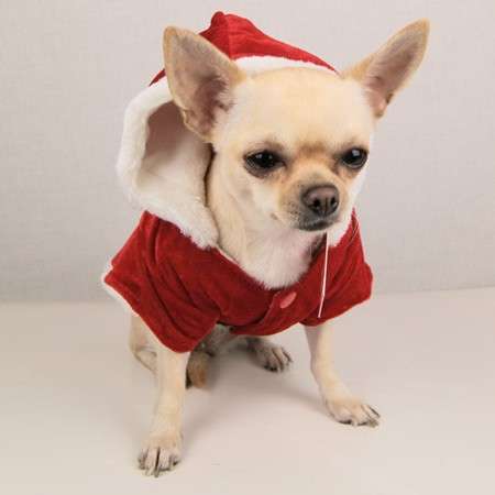 Chihuahua con cappottino Natale